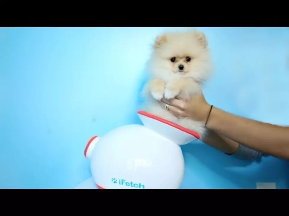 Would You Buy These Weird Dog Toys and Gadgets?