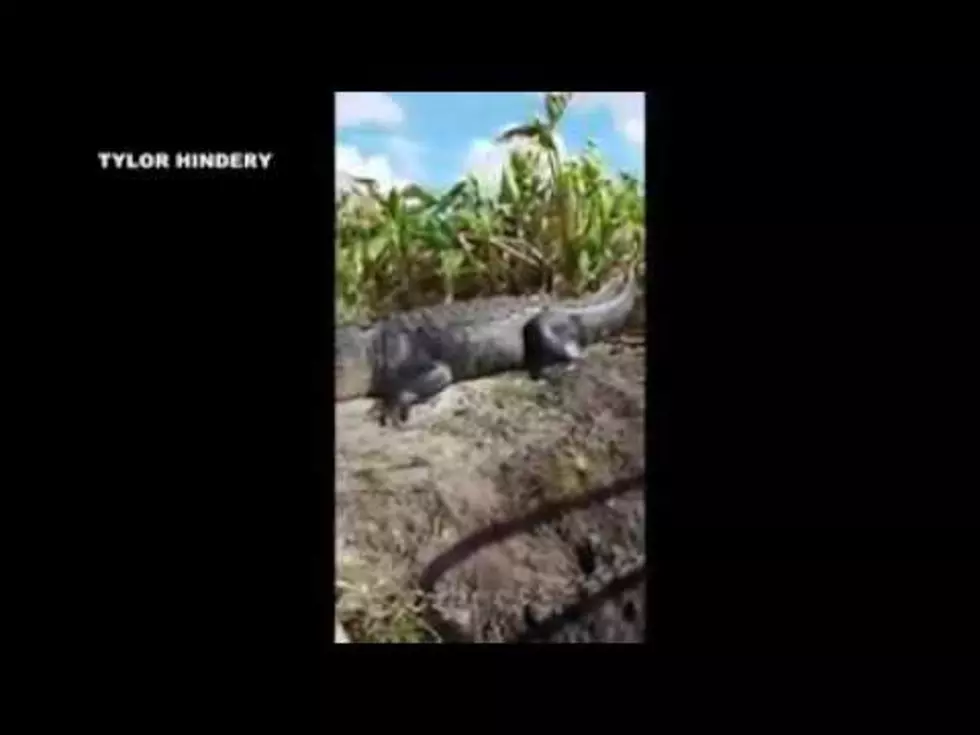 Alligator Jumps On Boat