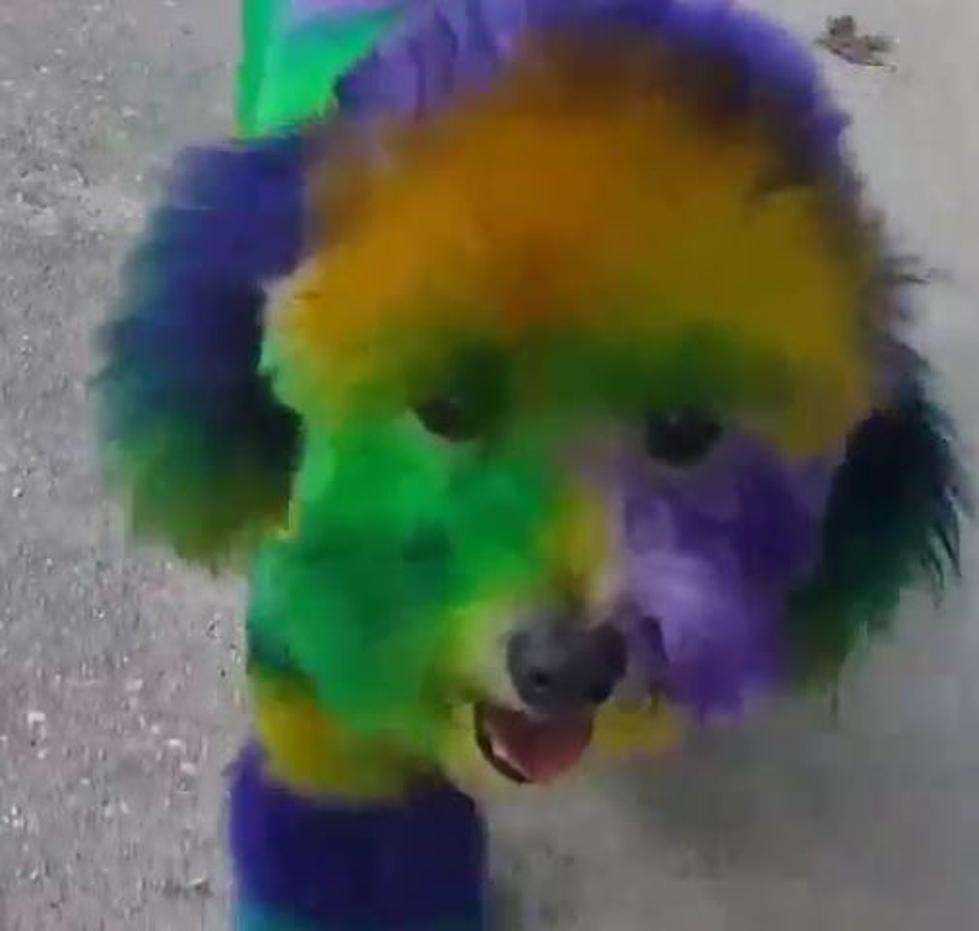 New Orleans Dog Groomer Goes All Out for Mardi Gras
