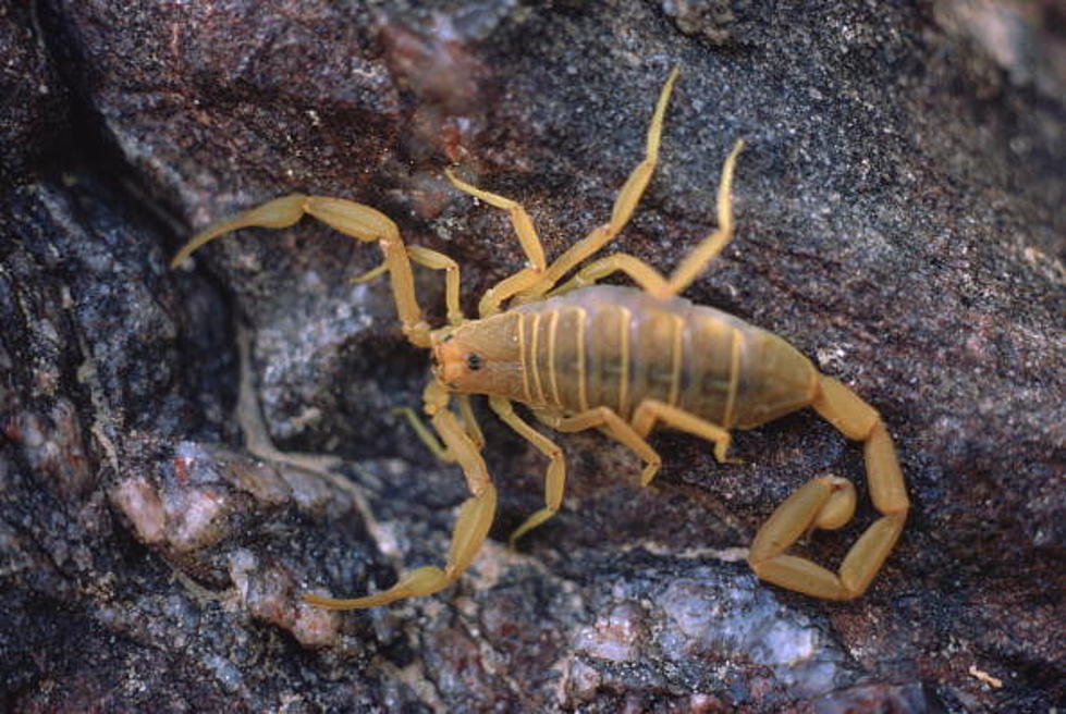 United Airlines Offering Scorpions At No Extra Charge