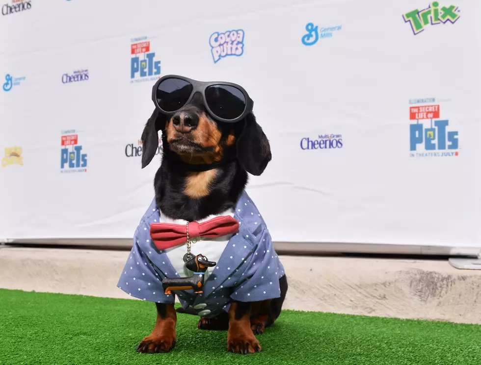 Dog Version of ‘Bob Ross’ Stars Crusoe the Celebrity Dachshund [VIDEO]