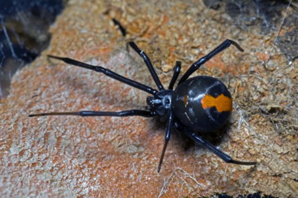 Watch Australian Man Incinerate Poisonous Spiders With Hairspray Torch [WARNING]