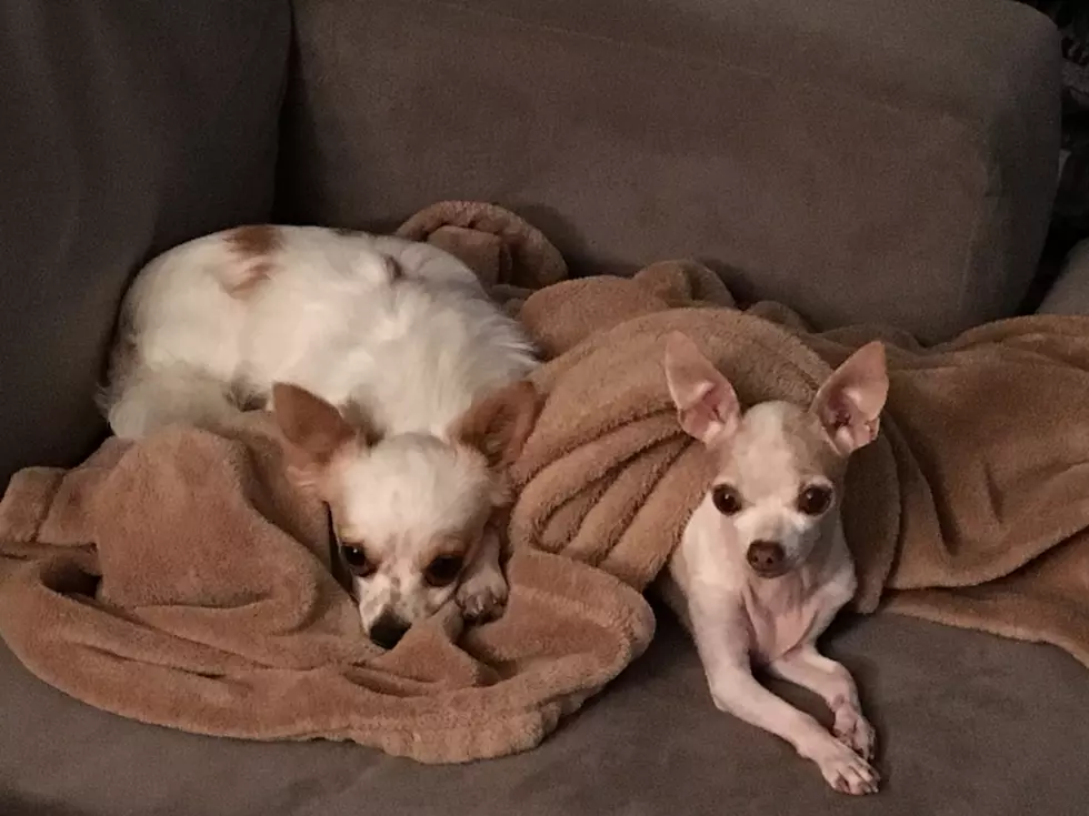 Dogs Dre and Bella Photo By Debbie Ray