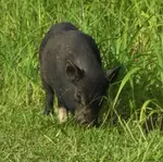 New Iberia Pig Found Safe And Sow &#8211; Nd