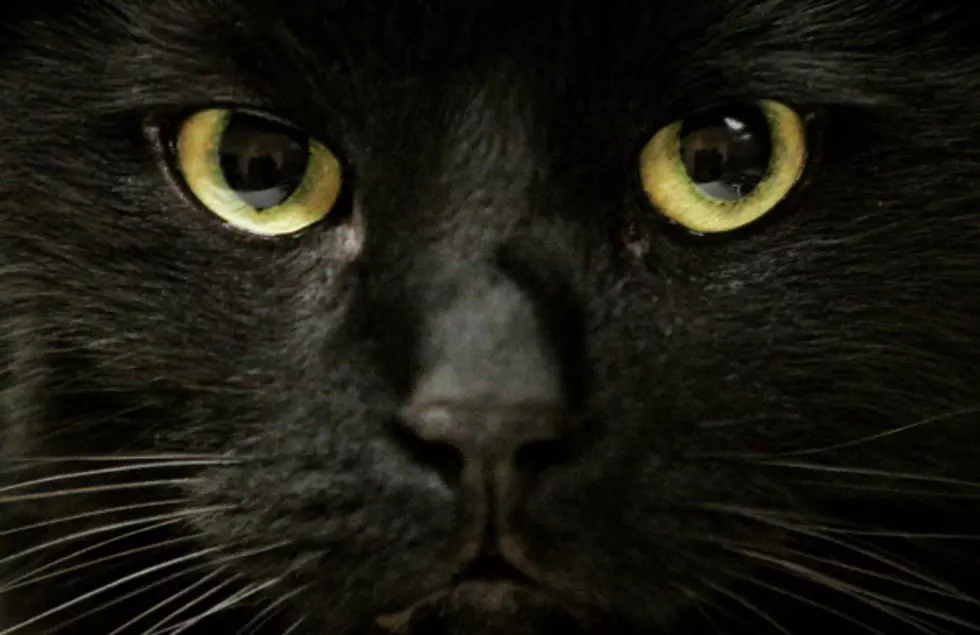 Black Cats Are The Most Avoided By People Looking To Adopt
