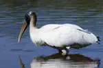 Rare Wood Stork Viewing Event Near Baton Rouge