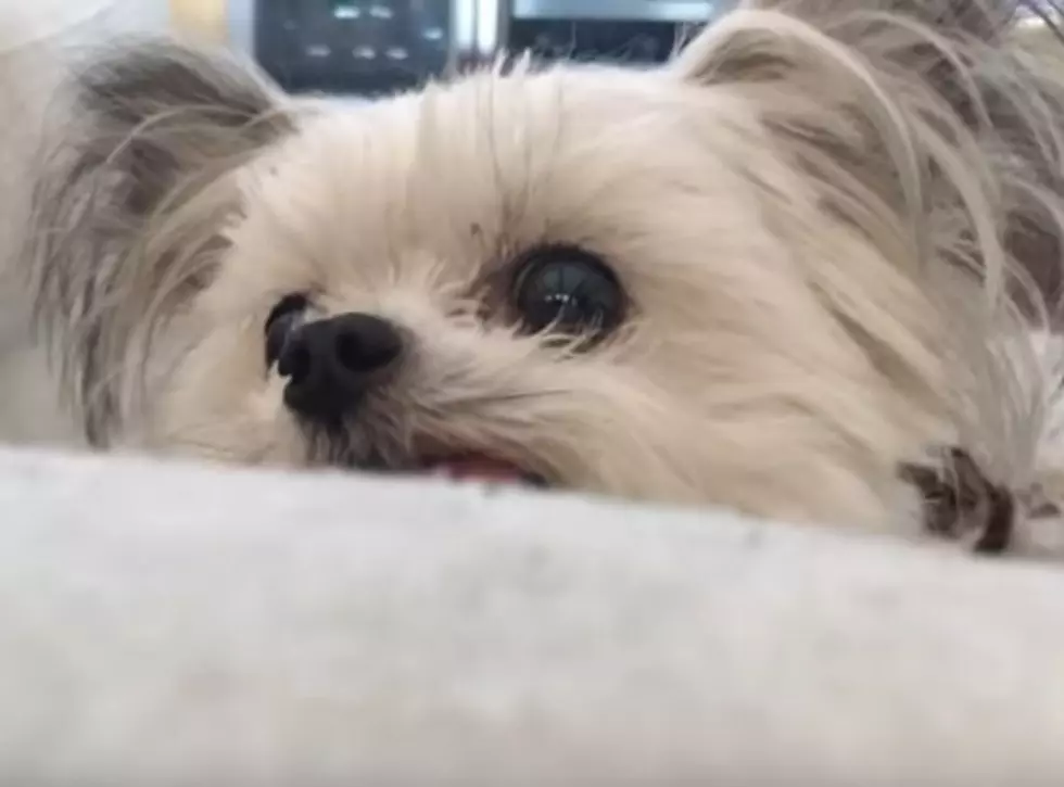 Having A Bad Day? Norbert Can Help [VIDEO]