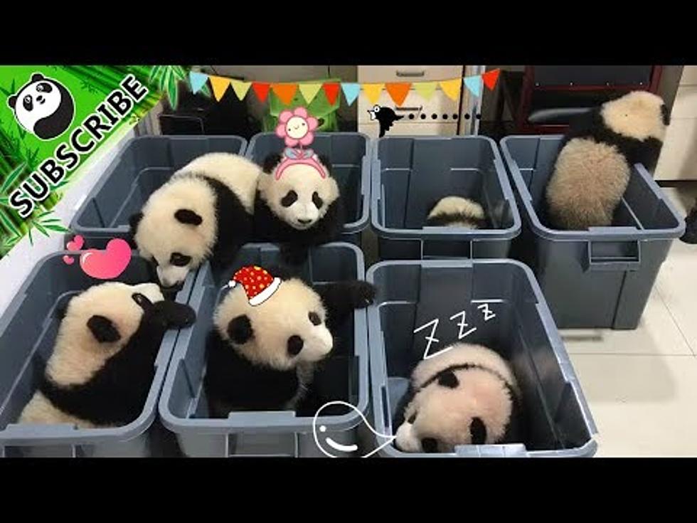 Watch These Baby Pandas to Make Your Monday Morning Better