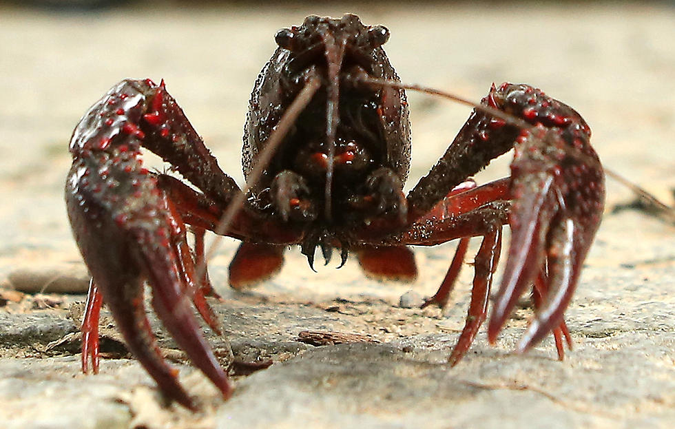 FUNNY: CRAWFISH WORKS OUT [VIDEO]