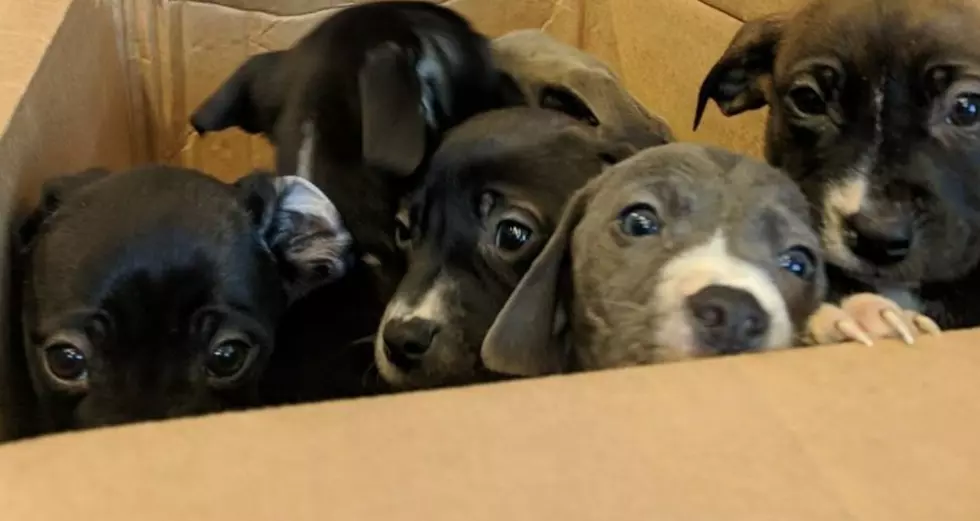 These Puppies Were Dumped In The Freezing Cold Last Night