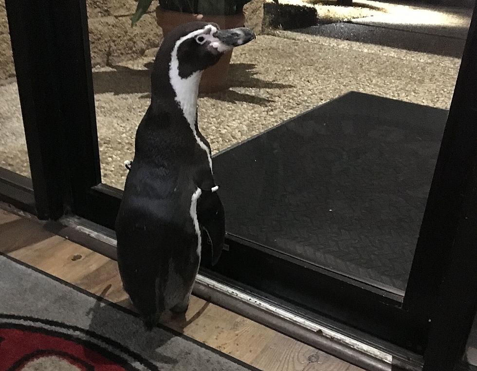 Penguin Visitor Explores Townsquare Building [Behind the Scenes]