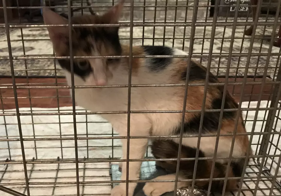 Cat Found In Youngsville