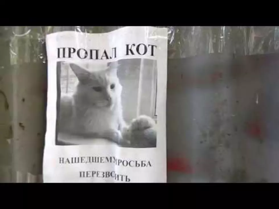 Creepy Cat Turns Its Head as You Walk Past This Poster