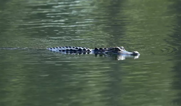 2 Men Cited For Hunting Alligator Out Of season