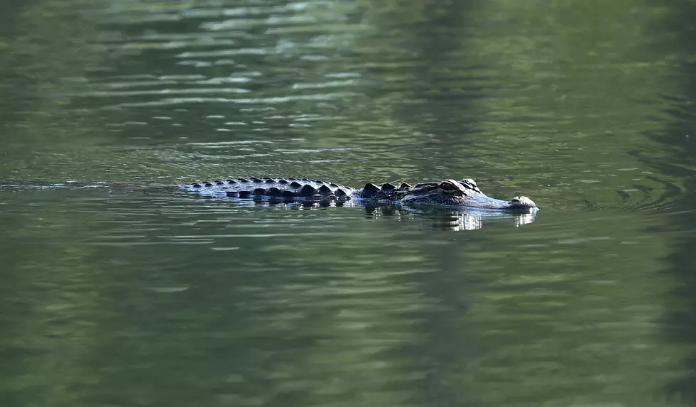 Rockefeller Wildlife Refuge To Temporarily Close in September for Alligator Harvest