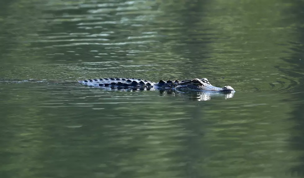 Gator Wrestling At The University&#8217;s Lake