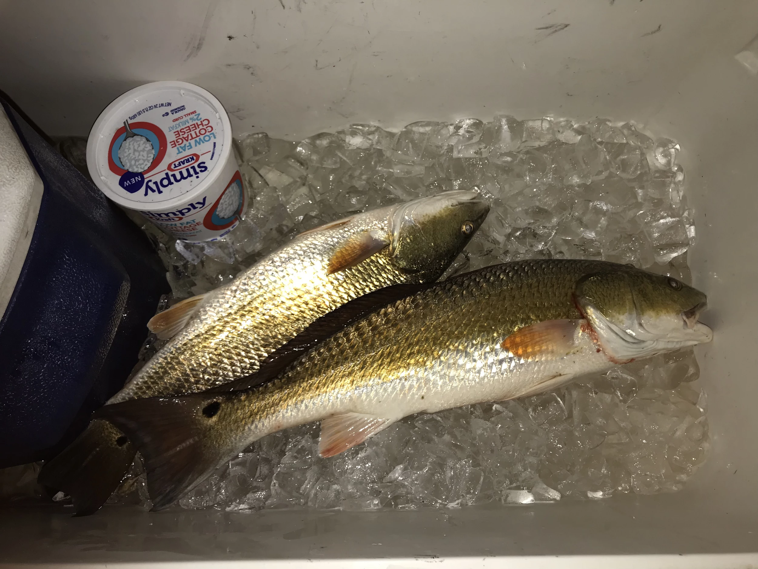 Bank Fishing Louisiana 