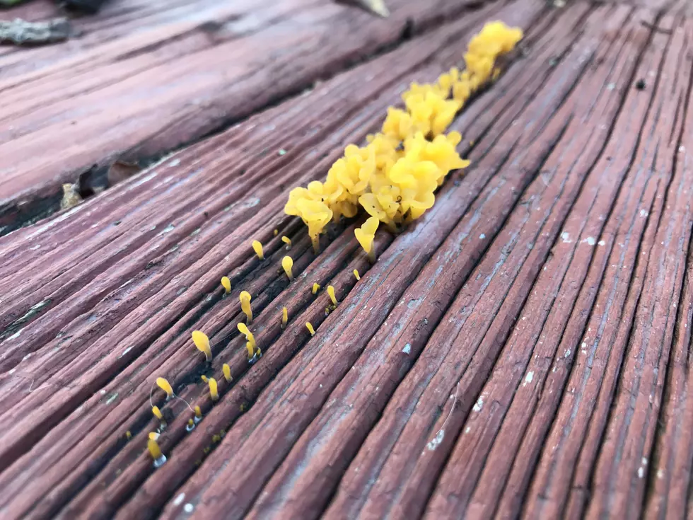 What Is This Yellow Stuff Growing On My Deck?