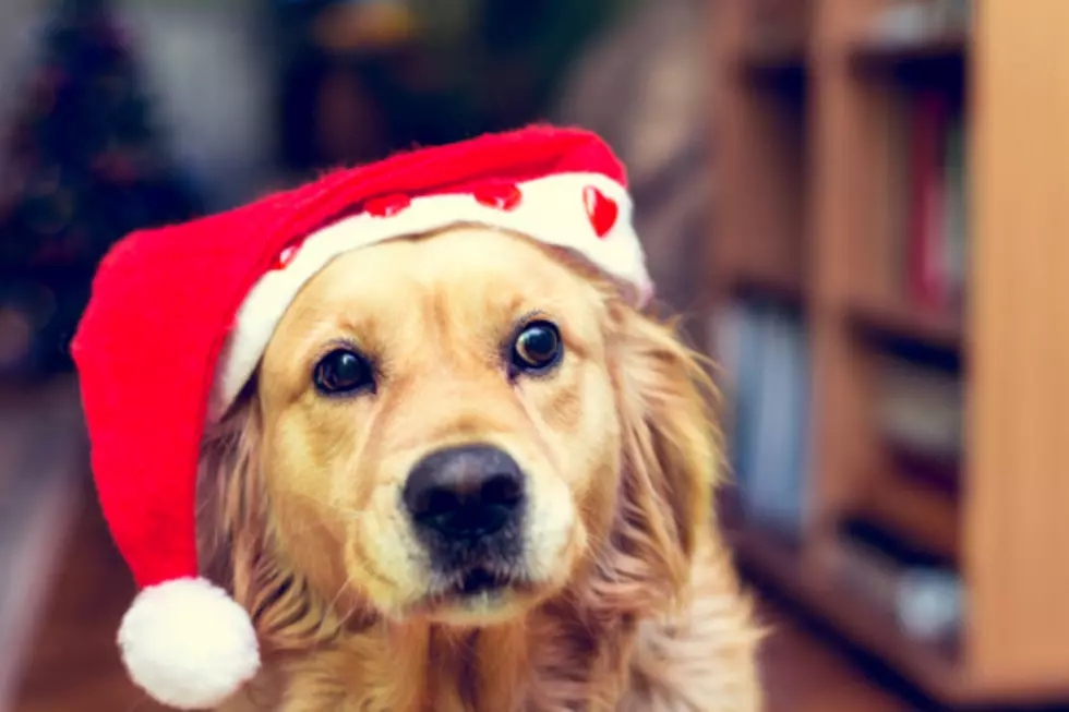 20 Howl-iday Themed Names For Your Christmas Pup