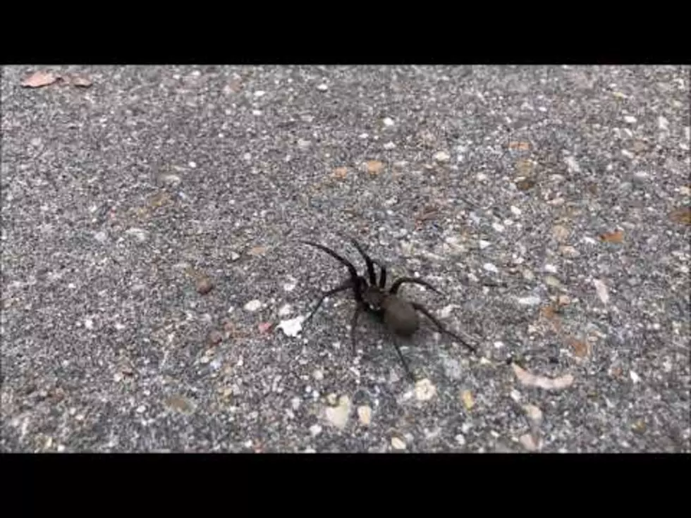 How Does A Spider Walk?