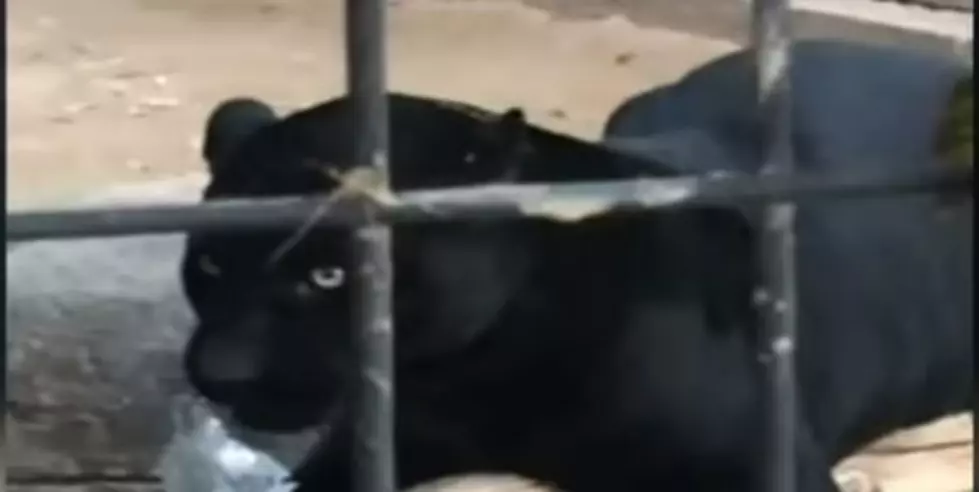 Woman Jumps Zoo Barrier, Gets Clawed By Jaguar [Video]