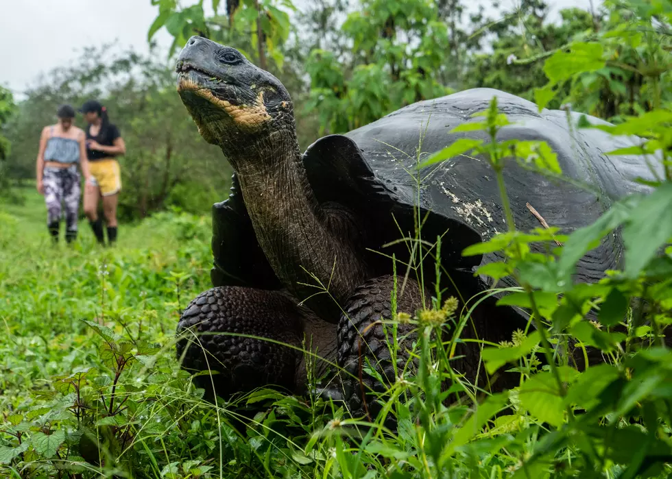 Meet Johnathan, The World’s Oldest Land Animal