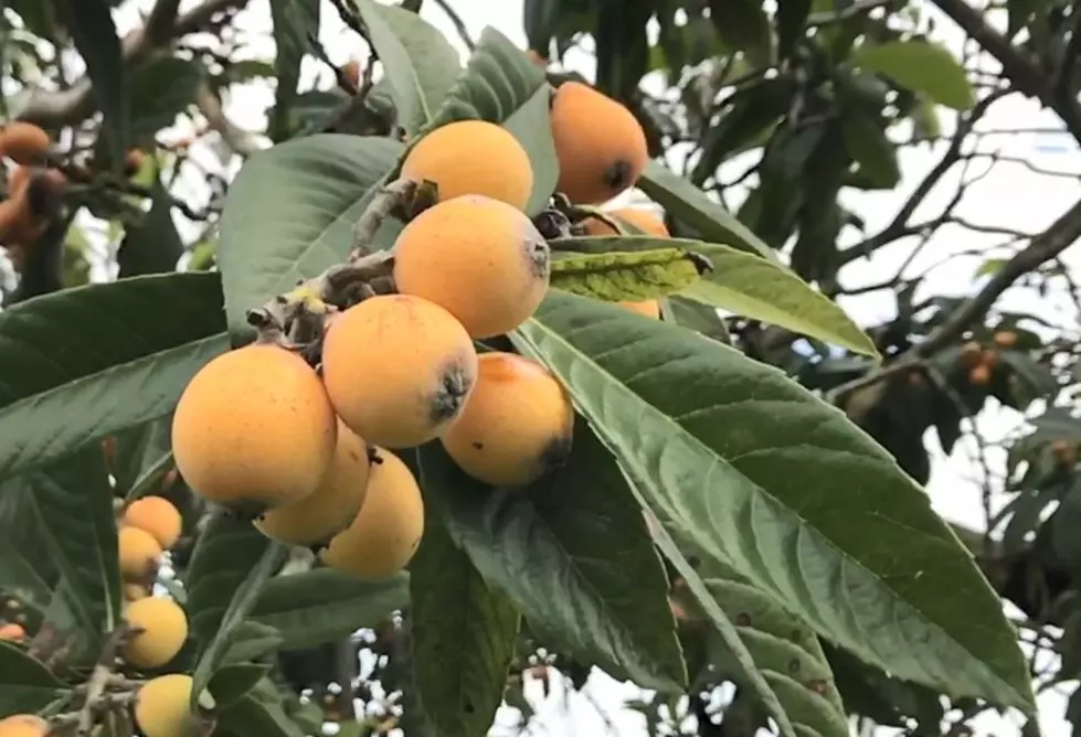 It&#8217;s Japanese Plum Season; Here&#8217;s How to Make Tea from the Leaves