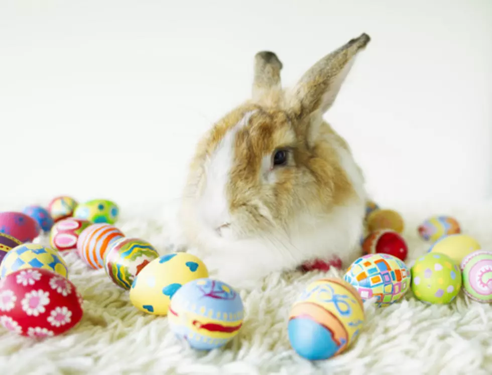 Bunnies and Chicks not the best gifts for Easter baskets