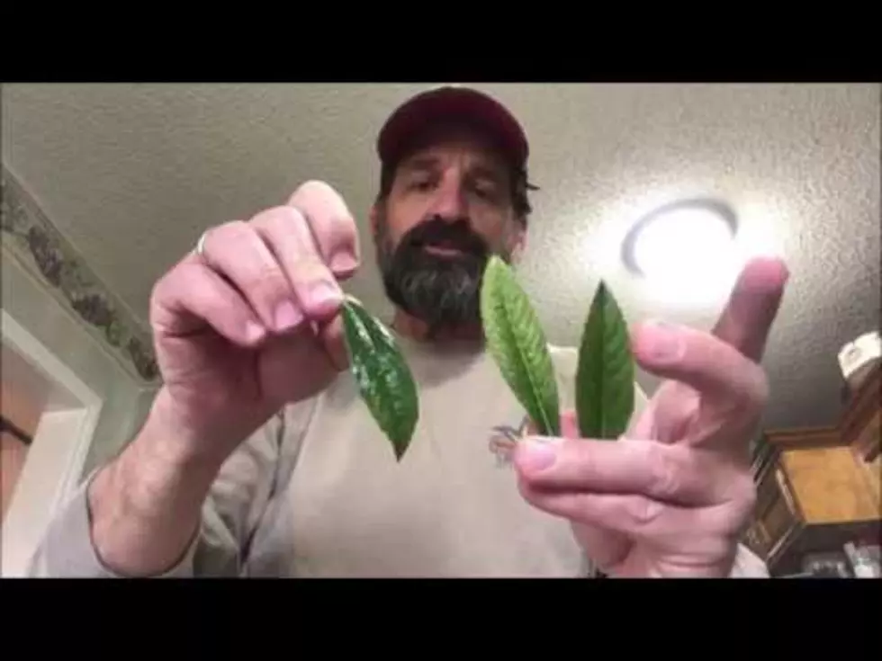 Japanese Plum Leaf Tea Recipe [VIDEO]