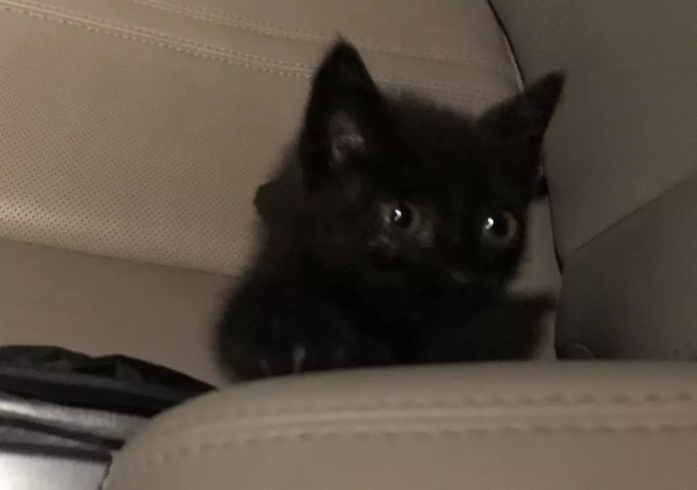 How Old Is This Kitten? [VIDEO]