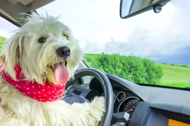 Tesla Debuts &#8216;Dog Mode&#8217; To Protect Pets From Hot Cars