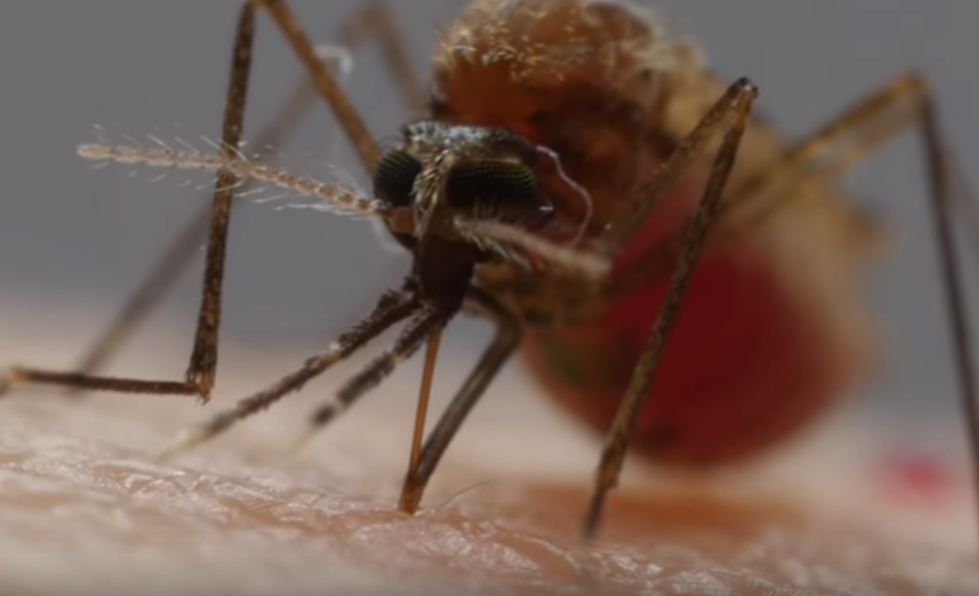 A Mosquito ‘Bite’ Is Actually A Vicious Attack [Video]