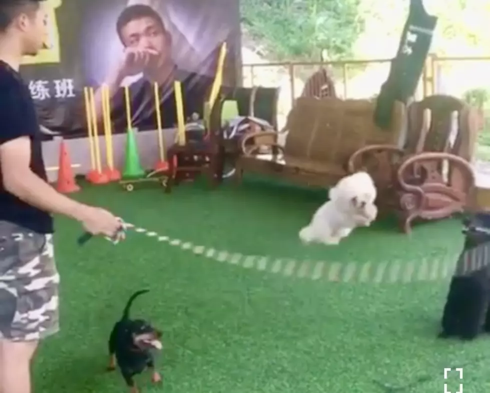 3 Dogs Jump Rope While Another Dog Holds Rope, Let’s Teach Your Dog A Trick [VIDEO]