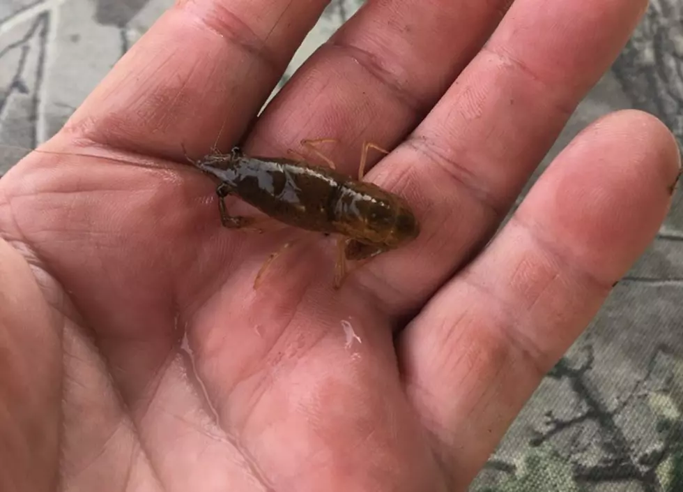Famous Louisiana Crawfisherman Explains What May Save the Season