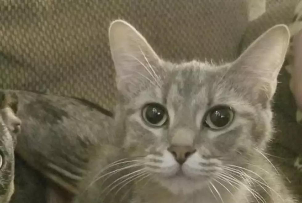 Cat Missing In Saint Streets Area