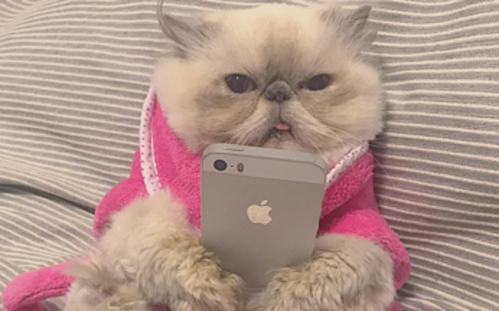 “Shelby The Persian” Is A Cat Comedian Superstar