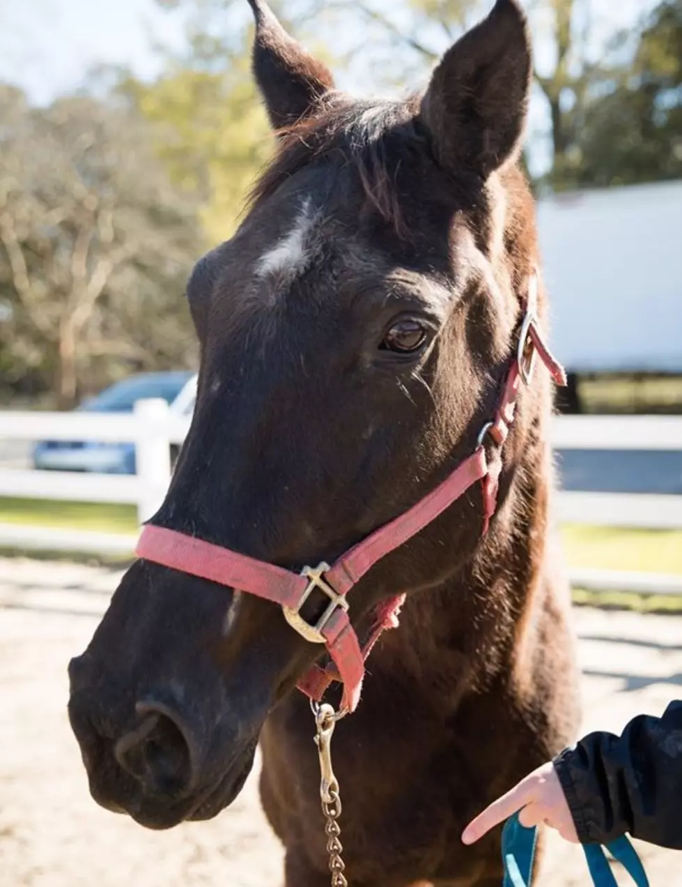 Mardi Gras Horses Need to Be Adopted