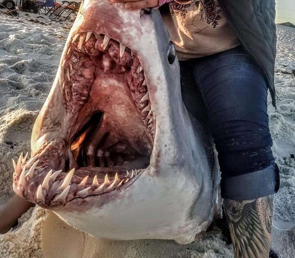 A 9-Foot Mako Shark in Navarre Beach [VIDEO]