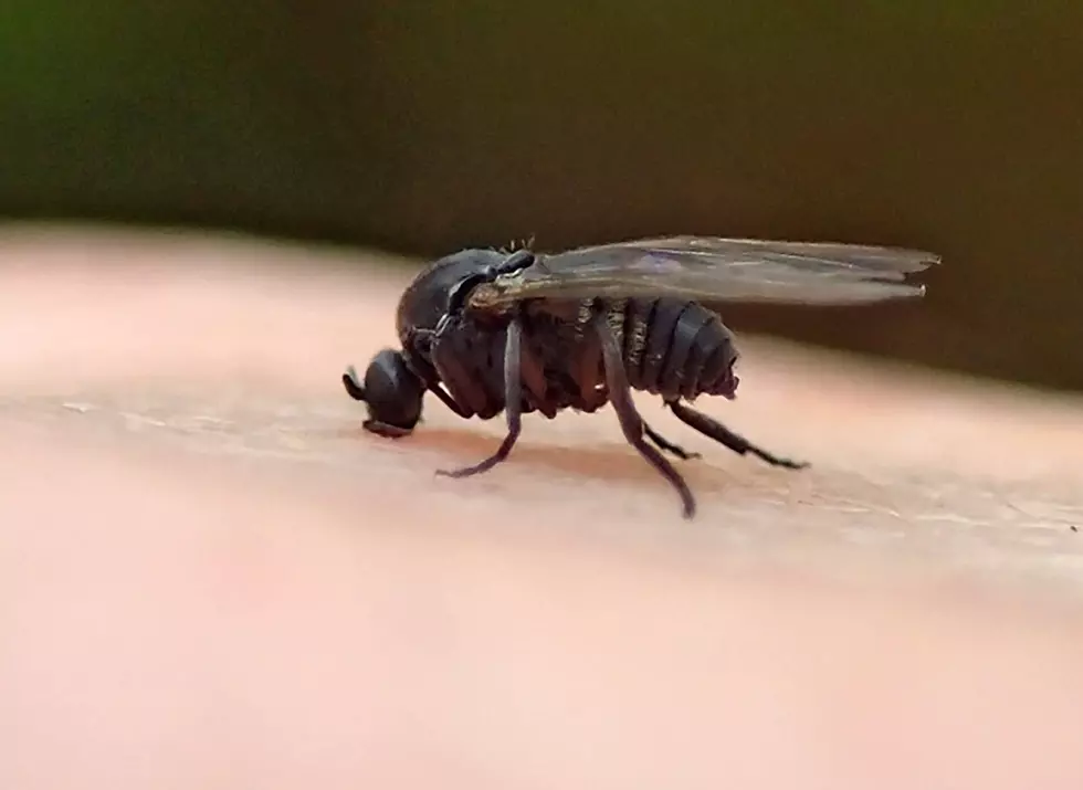 Flies That Crawl Into Noses and Ears are Swarming in Louisiana