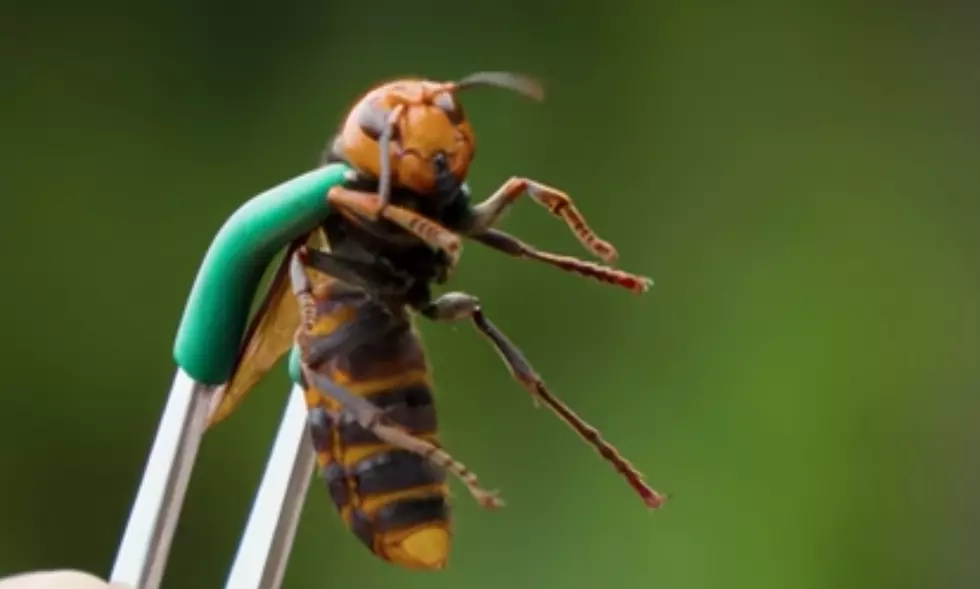 Murder Hornets Are a Delicacy and Used For Alcoholic Beverages