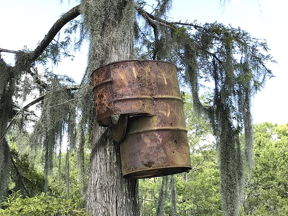 Why is This Barrel Attached to a Tree?