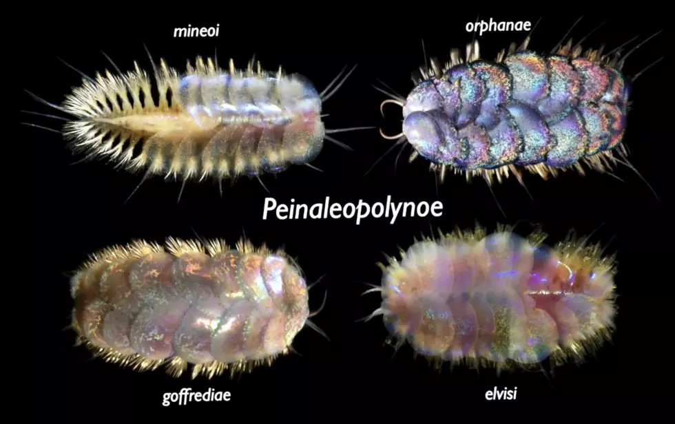 New Species of “Elvis Worms” Found Deep Beneath the Ocean