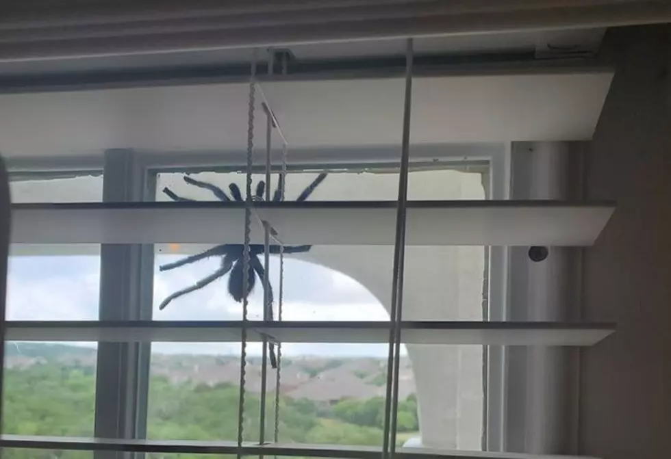 Giant Spider Greets Couple at Their Door