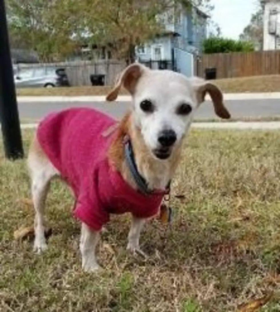 This Dog&#8217;s Obituary Touched My Heart