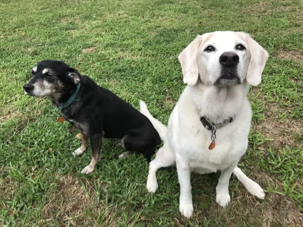 Neighbor Leaves Letter Complaining about Barking Dog