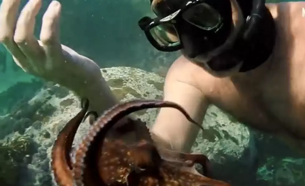 My Octopus Teacher a Must See on Netflix