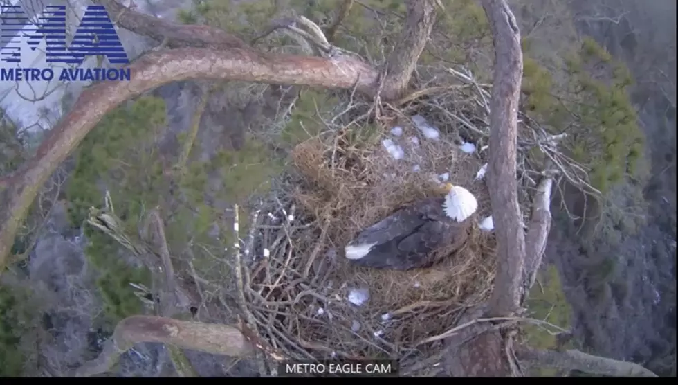 Watch Louisiana Eagle Try to Protect Her Nest From the Snow