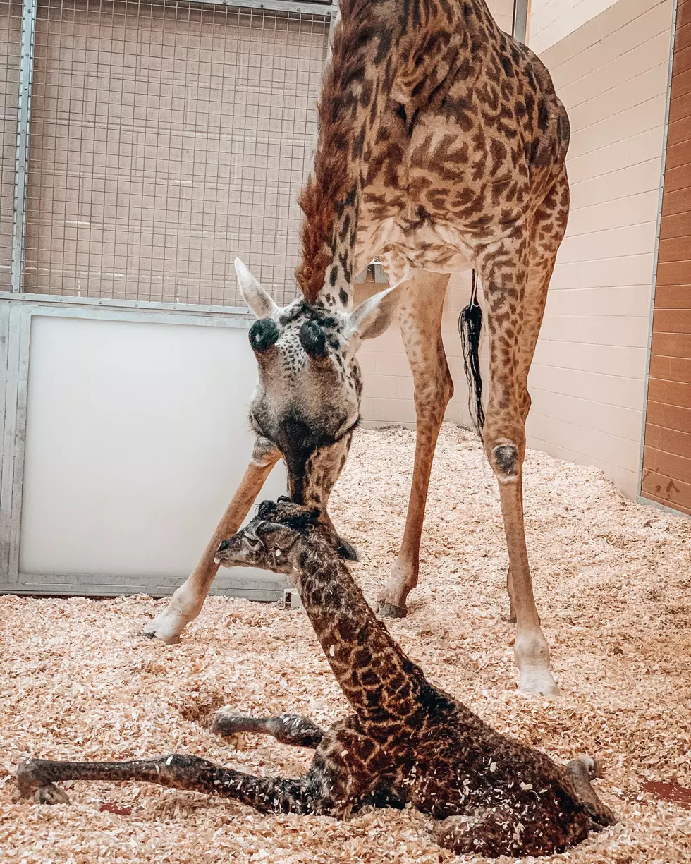 Baby Giraffe Dies Shortly After Delivery at Nashville Zoo