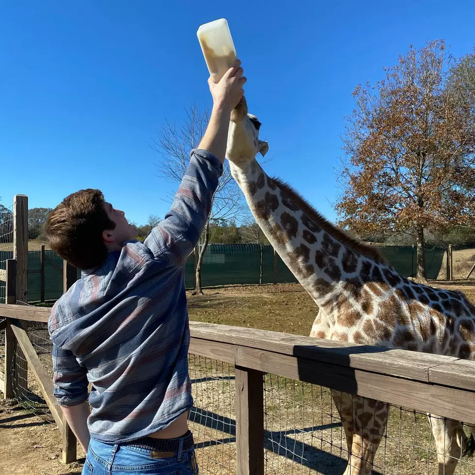 Bottlefeed a Baby Giraffe in Ethel, Louisiana