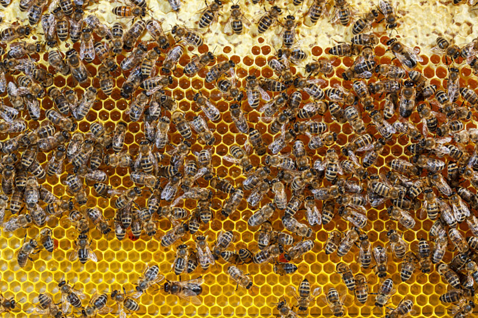 Woman Driving With Hundreds of Bees In Her Car Explains Why